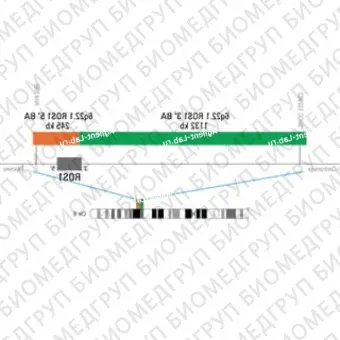 ДЛЯ КЛИЕНТОВ из США. SureFISH 6q22.1 ROS1 5 BA 245 КБ P20 RD. ROS1, Break Apart, 20 тестов, Cy3, Концентрат, Ручное использование