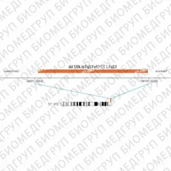 ДЛЯ КЛИЕНТОВ ЗА ПРЕДЕЛАМИ США. SureFISH 12p13.33 Chr12pTel 407kb P20 RD