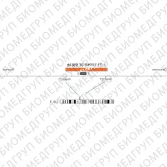 ДЛЯ КЛИЕНТОВ из США. SureFISH 3q21.3 RPN1 DF 558 КБ P20 RD. RPN1, Dual Fusion, 20 тестов, Cy3, концентрат, ручное использование