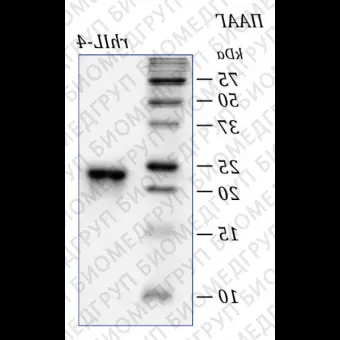 Интерлейкин 4 человека, рекомбинантный белок, rhIL4, Россия, PSG040100, 10x10 мкг