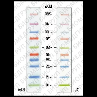 Маркеры белковые молекулярного веса, предокрашенные, Spectra, 10260 кДа, 10 полос, Thermo FS, 26623, 10х250 мкл