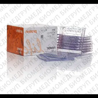 Гель полиакриламидный Bolt BisTris Mini Protein Gel, 8 х 8 см, 12 лунок, 4  12, Thermo FS, NW04122BOX, 10 шт./уп.