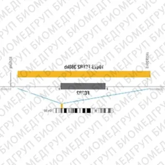 ДЛЯ КЛИЕНТОВ ЗА ПРЕДЕЛАМИ США. SureFISH 10q26 FGFR2 360kb P100 RD