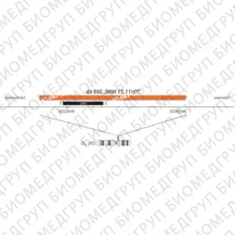 ДЛЯ КЛИЕНТОВ ЗА ПРЕДЕЛАМИ США. SureFISH 20p11.21 NINL 369kb P20 RD