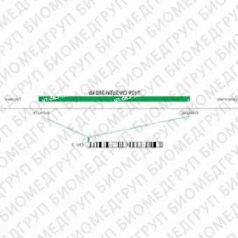 ДЛЯ КЛИЕНТОВ из США. SureFISH 3q29 Chr3qTel 380кб P20 GR. Теломер Chr3q, Номер копии, 20 тестов, FITC, Концентрат, Ручное использование