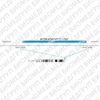 ДЛЯ КЛИЕНТОВ ЗА ПРЕДЕЛАМИ США. SureFISH 12p13.33 Chr12pTel 407kb P20 BL