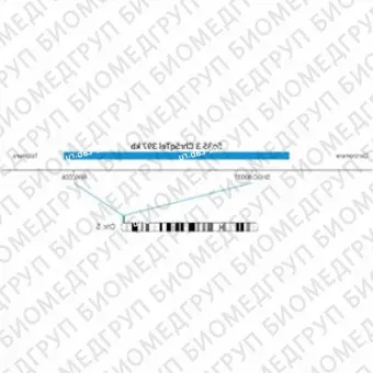 ДЛЯ КЛИЕНТОВ ЗА ПРЕДЕЛАМИ США. SureFISH 5q35.3 Chr5qTel 397kb P20 BL