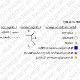 Стандарт Nгликанов AdvanceBio 2AA A4 ранее ProZyme