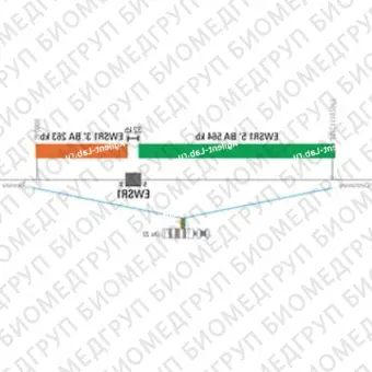 ДЛЯ КЛИЕНТОВ ЗА ПРЕДЕЛАМИ США. SureFISH 22q12.2 EWSR1 5 BA 564kb P100 GR