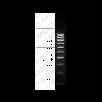 ДНКмаркер 1000/10C, 10 фрагментов от 100 до 1000 п.н. 4002х концентрат 0,5 мг/мл, Диаэм, 1906.0250, 250 мкг