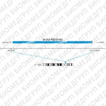 ДЛЯ КЛИЕНТОВ из США. SureFISH Chr10 CEP 676кб P20 BL. КЭП 10, Копийный номер, 20 тестов, Аква, Концентрат, Ручное использование