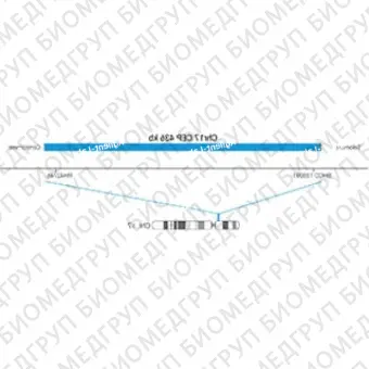 ДЛЯ КЛИЕНТОВ ЗА ПРЕДЕЛАМИ США. SureFISH Chr17 CEP 436kb P20 BL