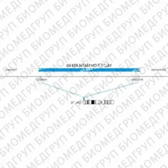 ДЛЯ КЛИЕНТОВ ЗА ПРЕДЕЛАМИ США. SureFISH 16q24.3 Chr16qTel 424kb P20 BL