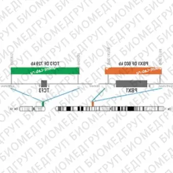 ДЛЯ КЛИЕНТОВ из США. SureFISH 19p13.3 TCF3 DF 729кб P20 GR. TCF3, Dual Fusion, 20 тестов, FITC, концентрат, ручное использование