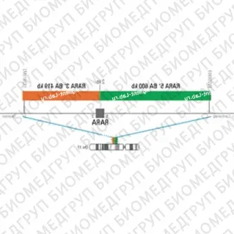 ДЛЯ КЛИЕНТОВ из США. SureFISH 17q21.2 RARA 3 BA 419kb P20 RD. RARA, Break Apart, 20 тестов, Cy3, Концентрат, Ручное использование