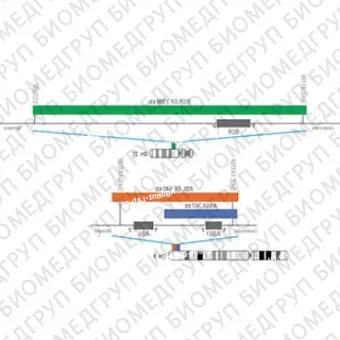 ДЛЯ КЛИЕНТОВ из США. SureFISH 22q11.23 BCR DF 1388kb 20 ГР. BCR, Dual Fusion, 20 тестов, FITC, концентрат, ручное использование