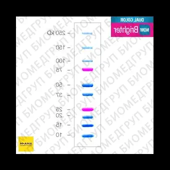 Маркеры белковые молекулярного веса, предокрашенные, Dual Color, 10250 кДа, 10 полос, BioRad, 1610374, 500 мкл