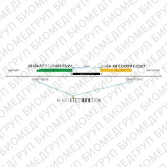 ДЛЯ КЛИЕНТОВ из США. SureFISH 15q25.3 NTRK3 5 BA 481кб P20 GR. NTRK3, Break Apart, 20 тестов, FITC, Концентрат, Ручное использование