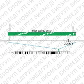 ДЛЯ КЛИЕНТОВ из США. SureFISH 1p32.3 CDKN2C 426кб P20 ГР. CDKN2C, Копийный номер, 20 тестов, FITC, Концентрат, Ручное использование