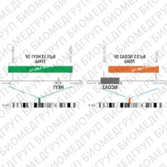 ДЛЯ КЛИЕНТОВ из США. SureFISH 8q21.13 HEY1 DF 774кб P20 GR. HEY, Dual Fusion, 20 тестов, FITC, концентрат, ручное использование