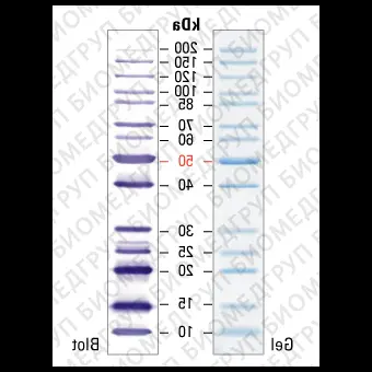 Маркеры молекулярной массы белков, неокрашенные, PageRuler, 10200 кДа, для SDSэлектрофореза и вестернблоттинга, Thermo FS, 26614, 2х250 мкл