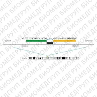 ДЛЯ КЛИЕНТОВ ЗА ПРЕДЕЛАМИ США. SureFISH 1q23.1 NTRK1 3 BA 380kb P20 RD