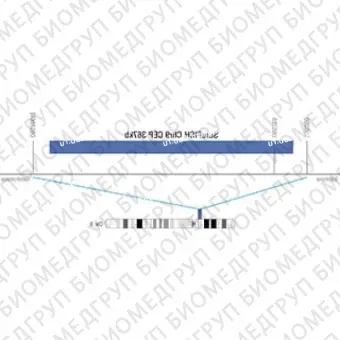 ДЛЯ КЛИЕНТОВ ЗА ПРЕДЕЛАМИ США. SureFISH Chr9 CEP 367kb P20 BL