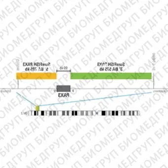 ДЛЯ КЛИЕНТОВ ЗА ПРЕДЕЛАМИ США. SureFISH 2q36.1 PAX3 5 BA 285Kb P20 RD