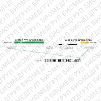 ДЛЯ КЛИЕНТОВ ЗА ПРЕДЕЛАМИ США. SureFISH 6p25.3 DUSP22IRF4 5 BA 48kb P20 RD