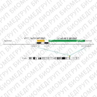 ДЛЯ КЛИЕНТОВ из США. SureFISH 1p33 SIL 3146 BA 566kb P20 GR. SIL, Break Apart, 20 тестов, FITC, концентрат, ручное использование