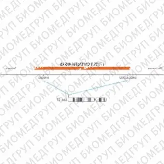 ДЛЯ КЛИЕНТОВ из США. SureFISH 17q25.3 Chr17qTel 405кб P20 RD. Теломер Chr17q, Номер копии, 20 тестов, Cy3, Концентрат, Ручное использование