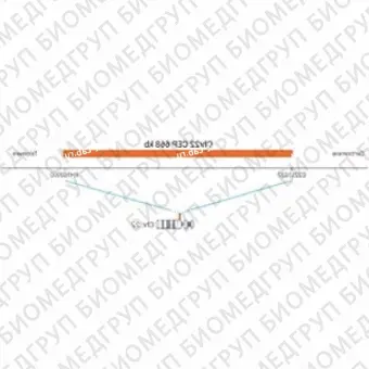 ДЛЯ КЛИЕНТОВ из США. SureFISH Chr22 CEP 668 КБ P20 RD. CEP 22, Номер копии, 20 тестов, Cy3, Концентрат, Ручное использование