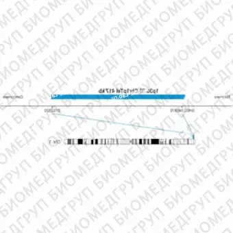 ДЛЯ КЛИЕНТОВ из США. SureFISH 1p36.33 Chr1pTel 417кб P20 BL. Теломер Chr1p, Копийный номер, 20 тестов, Аква, Концентрат, Ручное использование