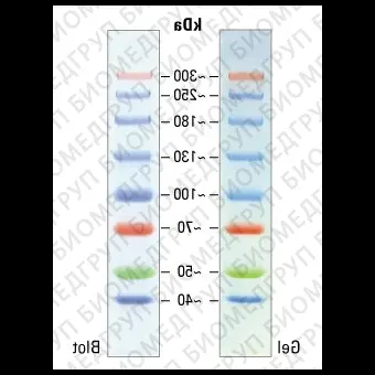 Маркеры белковые молекулярного веса, предокрашенные, Spectra, 40300 кДа, 8 полос, Thermo FS, 26625, 2х250 мкл