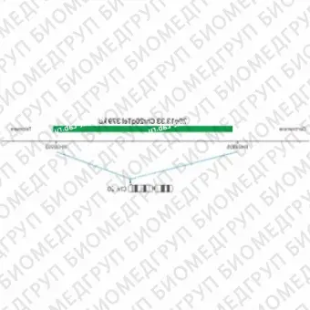 ДЛЯ КЛИЕНТОВ ЗА ПРЕДЕЛАМИ США. SureFISH 20q13.33 Chr20qTel 379kb P20 GR