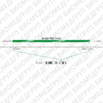 ДЛЯ КЛИЕНТОВ из США. SureFISH Chr17 CEP 436кб P20 GR. CEP 17, номер копии, 20 тестов, FITC, концентрат, ручное использование