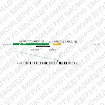 ДЛЯ КЛИЕНТОВ из США. SureFISH 2p11.2 IGK 3 BA 252кб P20 RD. IGK, Break Apart, 20 тестов, Cy3, Концентрат, Ручное использование