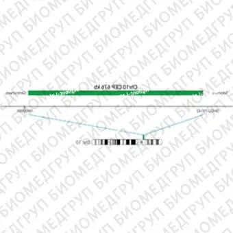 ДЛЯ КЛИЕНТОВ ЗА ПРЕДЕЛАМИ США. SureFISH Chr10 CEP 676kb P20 GR