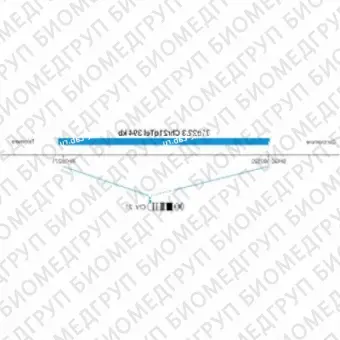 ДЛЯ КЛИЕНТОВ ЗА ПРЕДЕЛАМИ США. SureFISH 21q22.3 Chr21qTel 394kb P20 BL