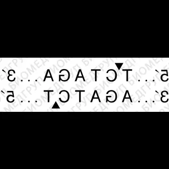 Эндонуклеаза рестрикции XbaI, 20 000 ед/мл, New England Biolabs, R0145 L, 15 000 единиц