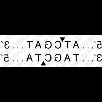 Эндонуклеаза рестрикции ClaI, 10 000 ед/мл, New England Biolabs, R0197 L, 5 000 единиц