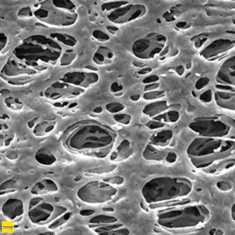 Фильтр, Экспресс, d пор 0,22 мкм, d мембраны 142 мм, 50 шт., Merck Millipore, GPWP14250