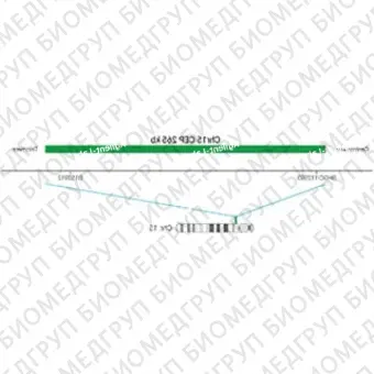 ДЛЯ КЛИЕНТОВ из США. SureFISH Chr15 CEP 265 КБ P20 RD. CEP 15, количество копий, 20 тестов, Cy3, концентрат, ручное использование