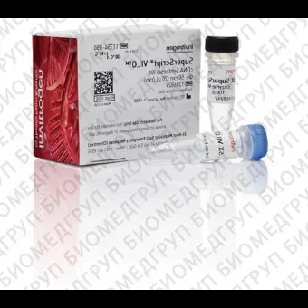 Набор SuperScript VILO cDNA Synthesis Kit, Thermo FS, 11754250, 250 реакций