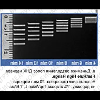 Маркер длин ДНК, FastRuler High Range, 5 фрагментов от 500 до 10000 п.н., готовый к применению, Thermo FS, SM1123, 2х500 мкл