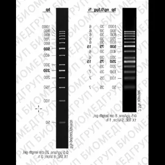 Маркер длин ДНК GeneRuler 50 bp, 13 фрагментов от 50 до 1000 п.н., 0,5 мкг/мкл, Thermo FS, SM0378пробник, 5 реакций