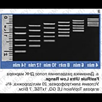 Маркер длин ДНК FastRuler Ultra Low Range, 5 фрагментов от 10 до 200 п.н., готовый к применению, Thermo FS, SM1233, 2х500 мкл