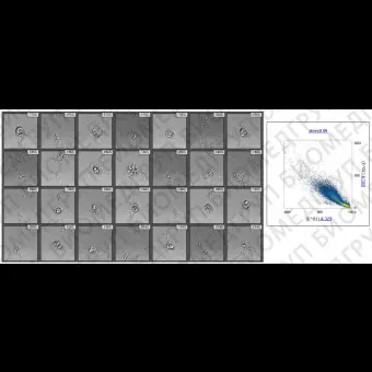 Проточный цитофлуориметр, до 4 лазеров, до 16 флуоресцентных параметров, с УЗфокусировкой и визуализацией, Attune CytPix, Thermo FS, Attune CytPix
