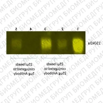 Набор для конъюгации антител с магнитными частицами Magnetic Conjugation Kit, Abcam, ab269890200, 200 мкг