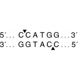 Эндонуклеаза рестрикции NcoI, 10 000 ед/мл, New England Biolabs, R0193 L, 5 000 единиц